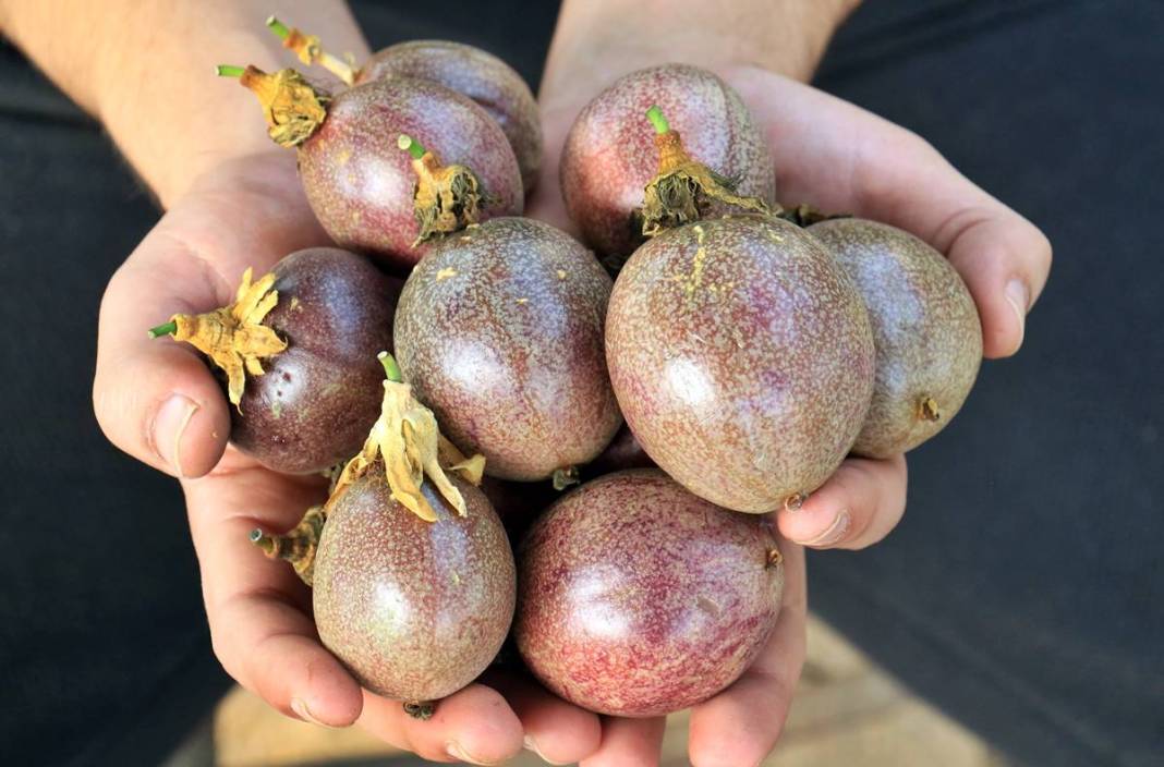 Bu meyve zengin ediyor: Kilosu 200 TL! 10 yıl boyunca ürün veriyor, ilk yılda 300 kg, beşinci yıldan sonra 2 ton 6